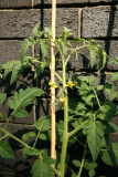 Solanum lycopersicum RCP7-2014 167 - Copy.JPG